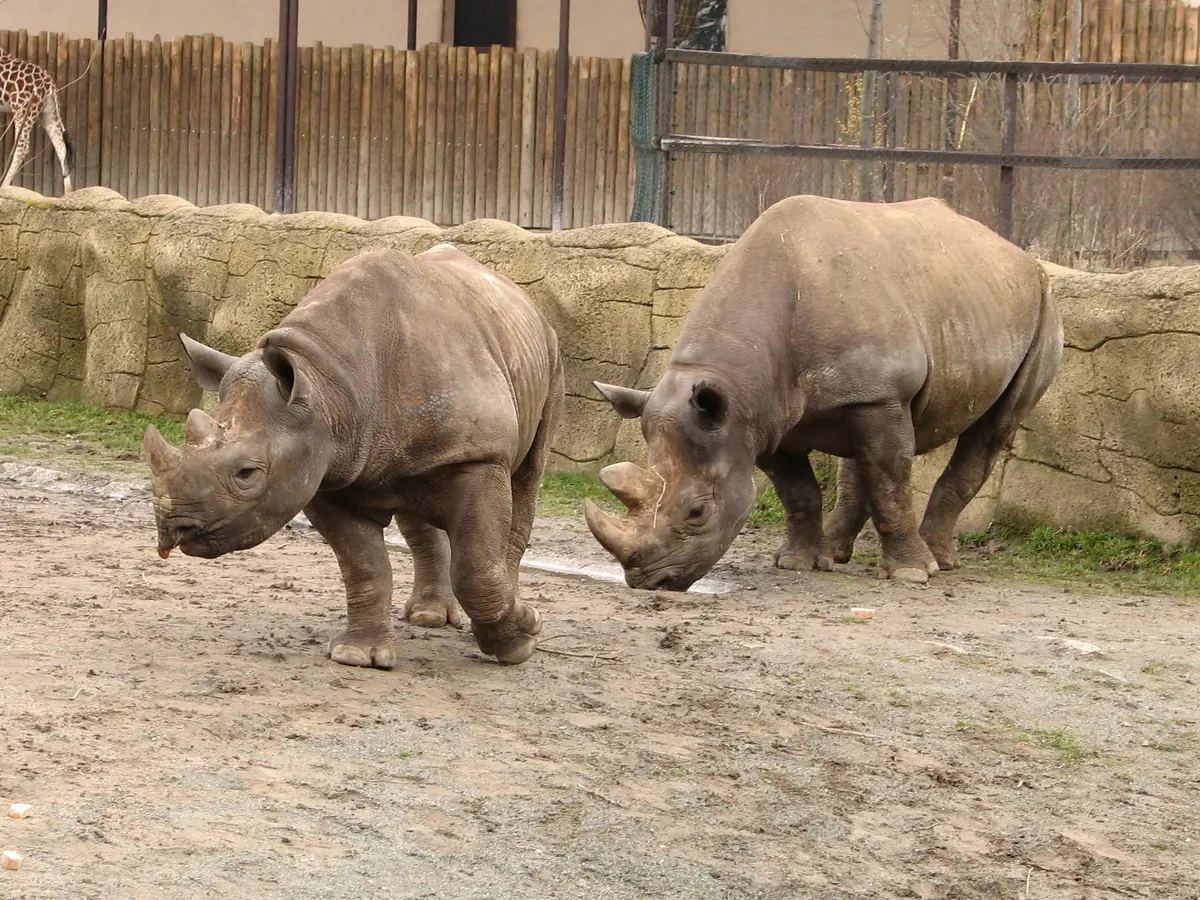 ZOO Dvůr Králové